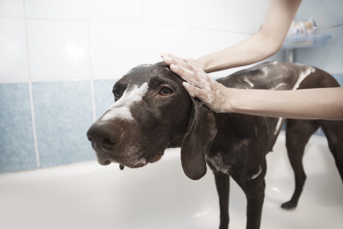 4 Useful Dog Tools For Giving Your Dog A Bath