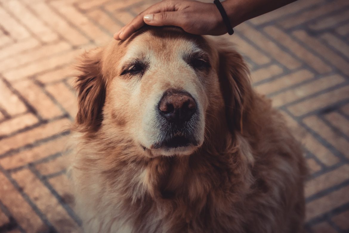 How To Keep Your Dog Calm At The Veterinarian’s Office