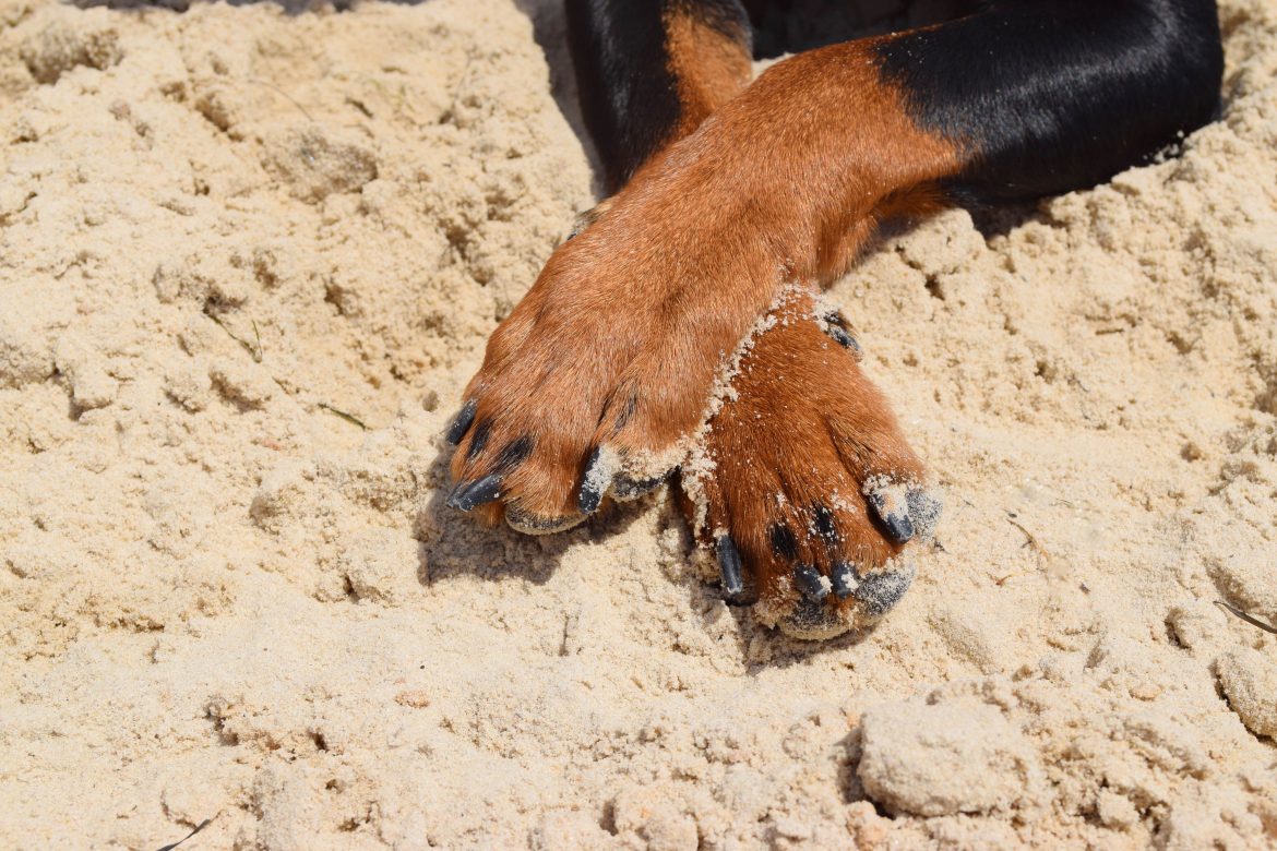 5 Helpful Dog Tools To Keep Your Dog’s Paws Clean