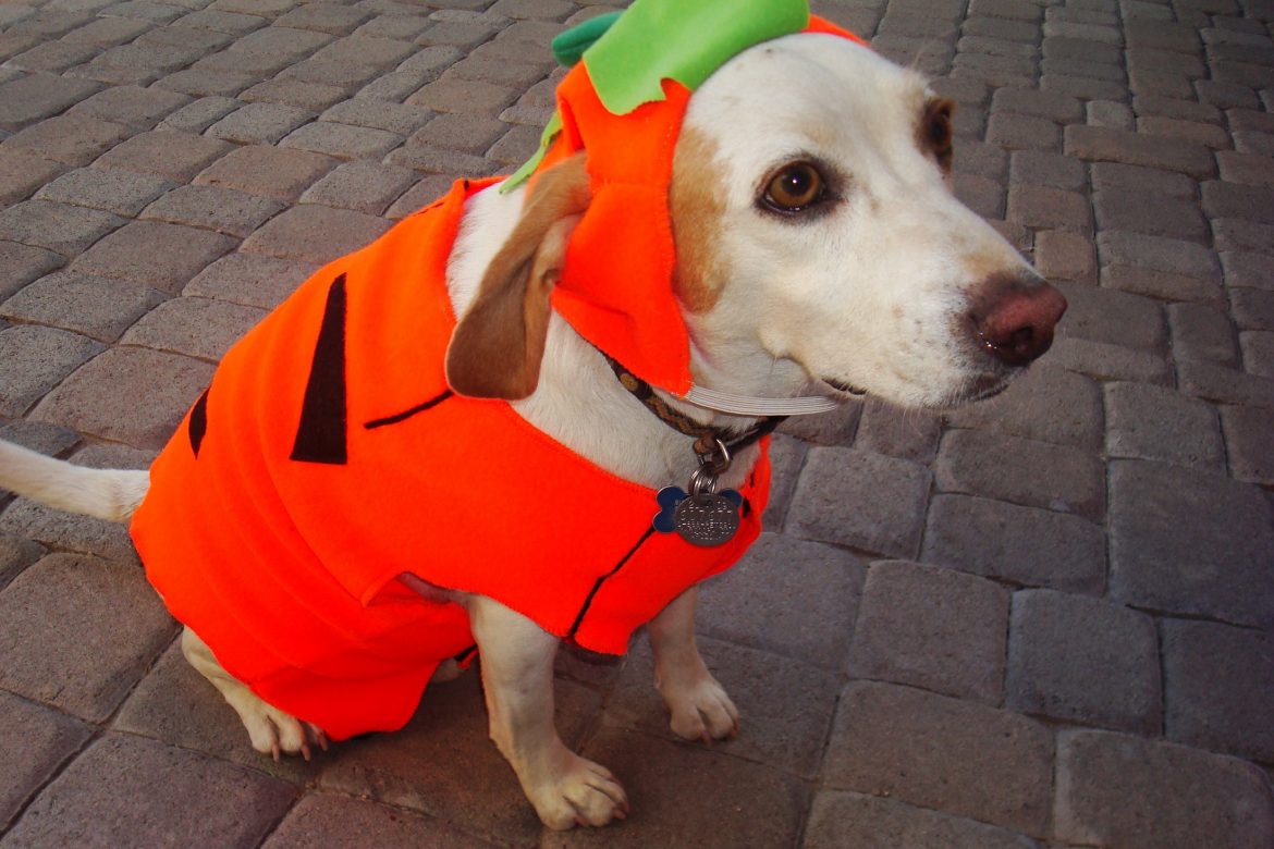 Fun Halloween Costumes For Dogs 2019